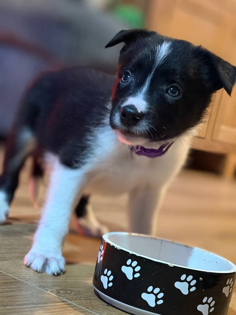 Family Raised Border Collie Pups 
