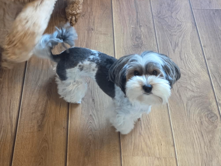 4 years old Stunning Biewer Yorkshire Terrier Female