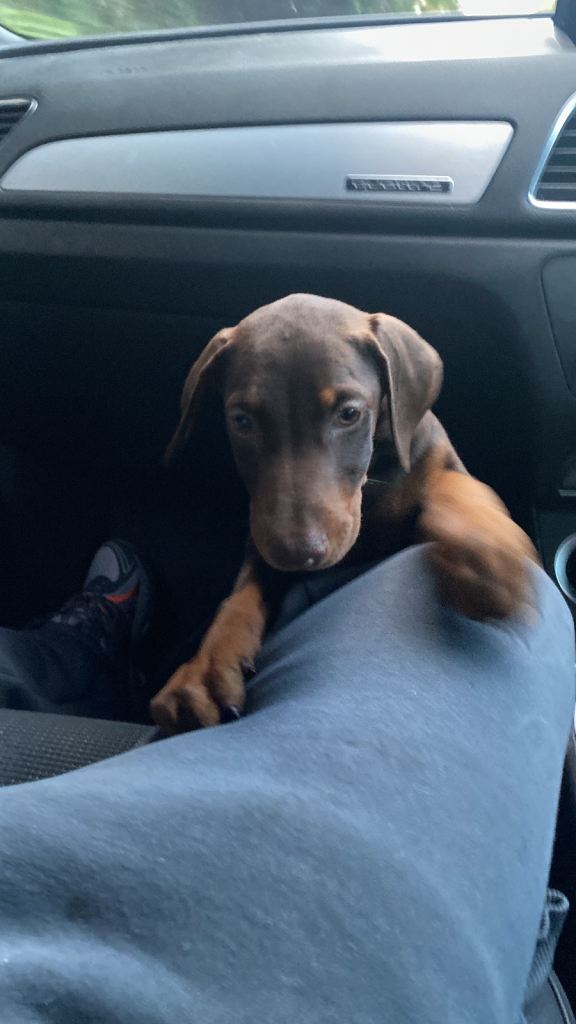 Female Doberman puppy 