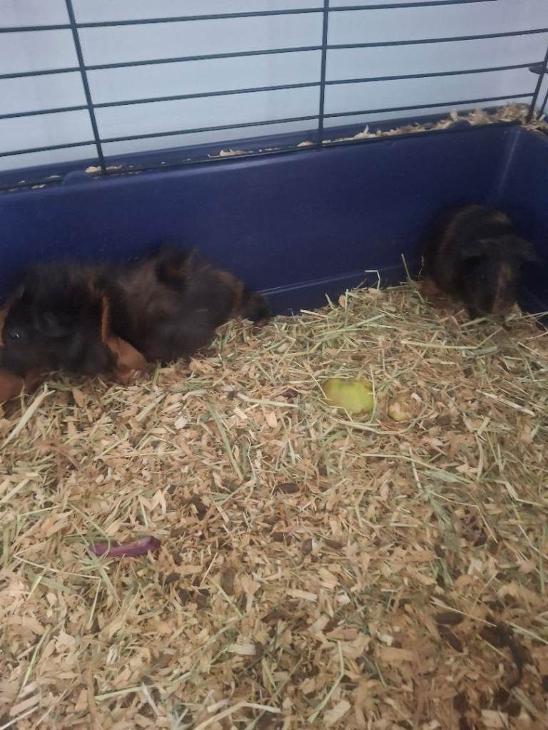 Beautiful Guinea pig all girls ready now