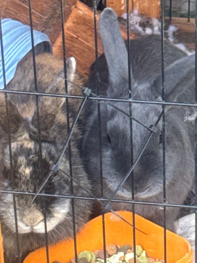 Adorable Bonded Pair of Adult Rabbits – Friendly & Healthy