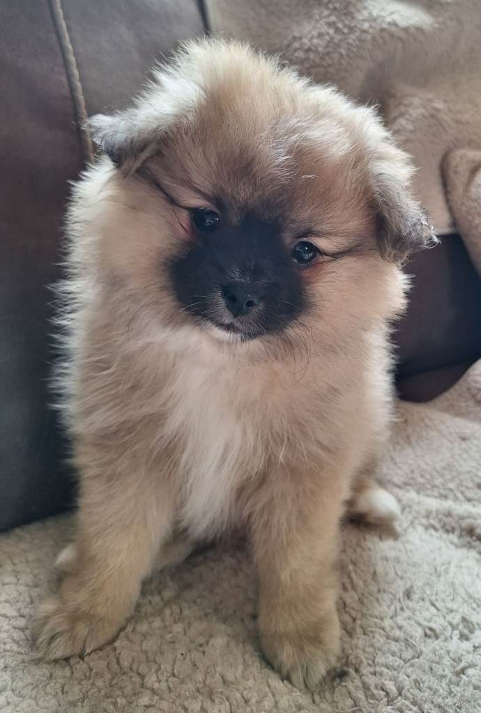Pomeranian cross puppies. Two boys.