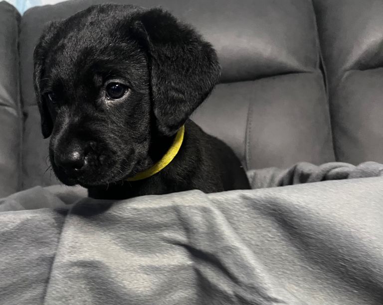 Beautiful KC Labrador Puppies