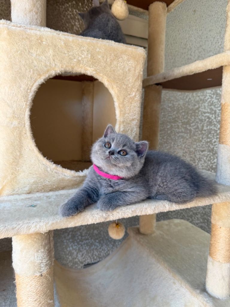 British shorthair kittens 