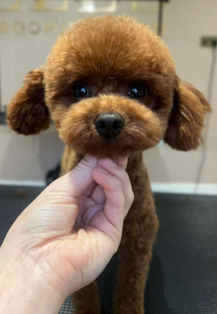 Rare Asian poodle x cavapoo BOY puppies 