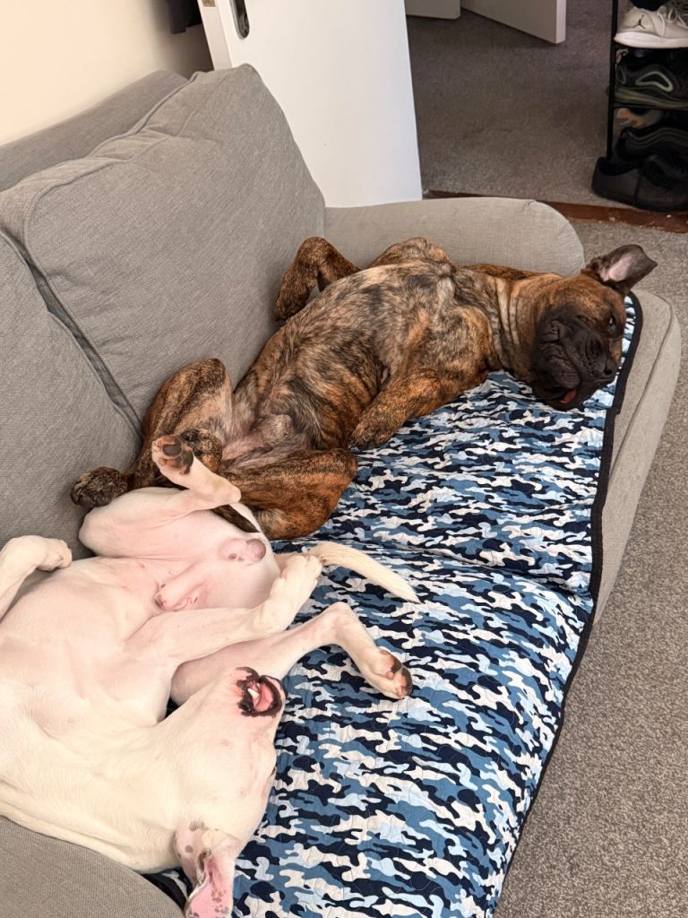 zeus Presa Canario & Mastiff Hybrid