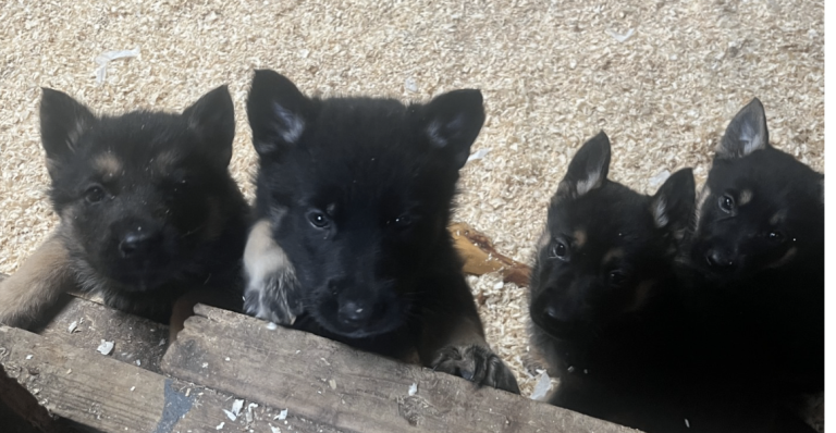German Shepard Puppies