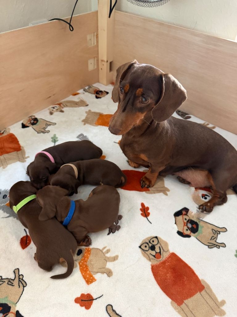 Miniature chocolate and tan dachshunds 