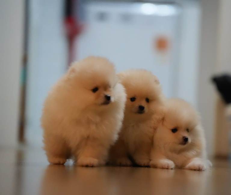 🌟 Stunning KC Registered Teddy Bear Pomeranian Girls 🌟