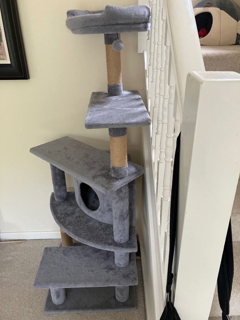 Cat climbing tree