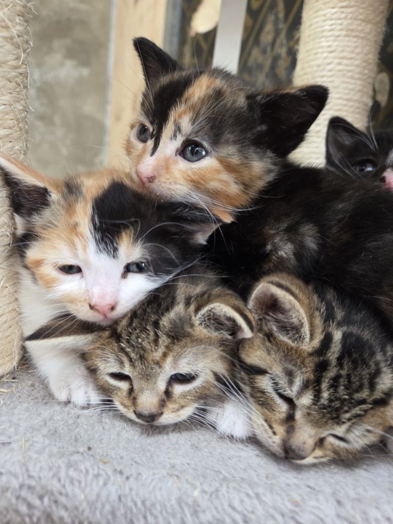 8 week old kittens