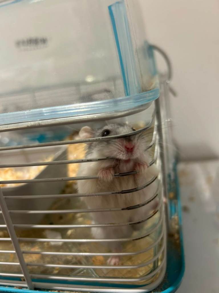 Russian Hamster