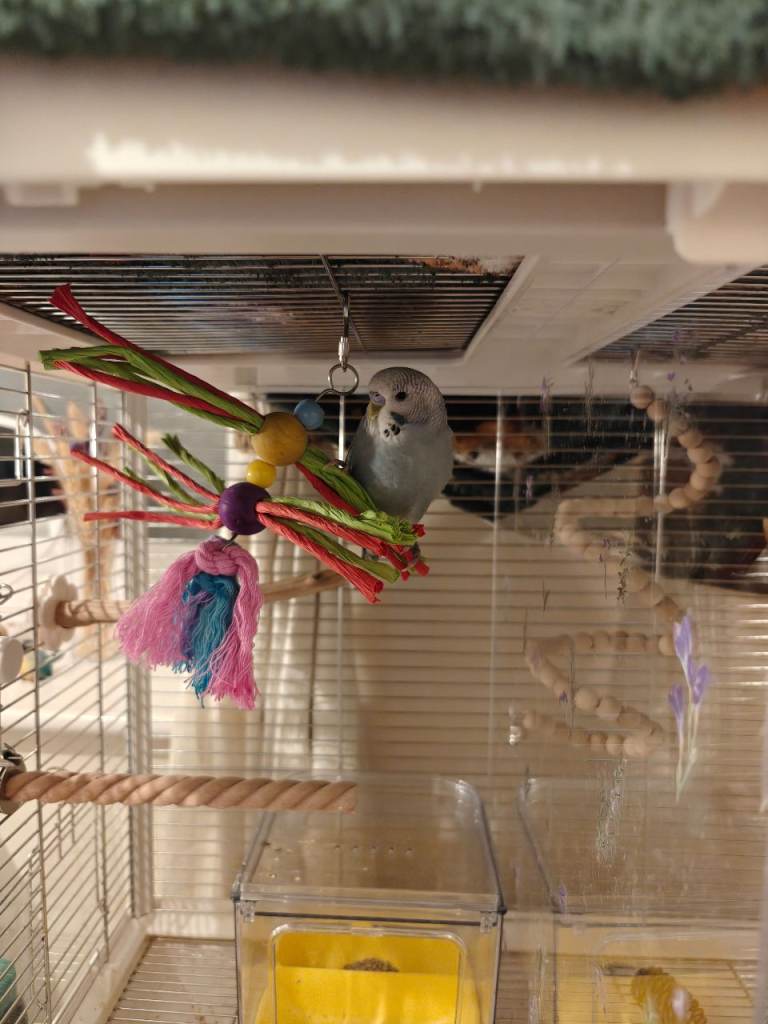 Pair of Young Male Budgies (Cage + Equipment)