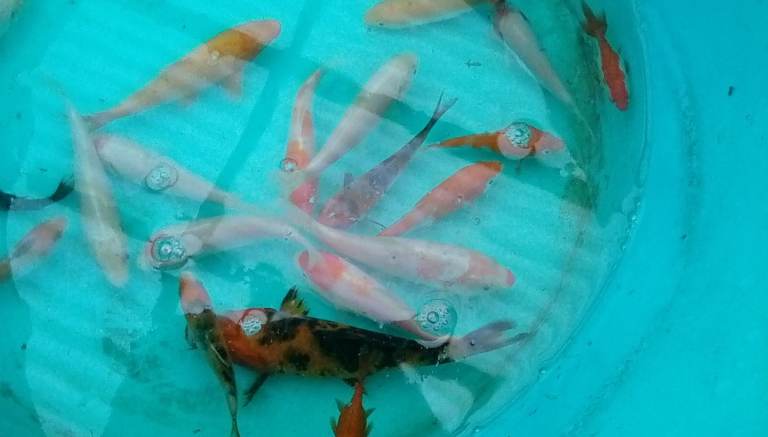 Koi carp and orandas