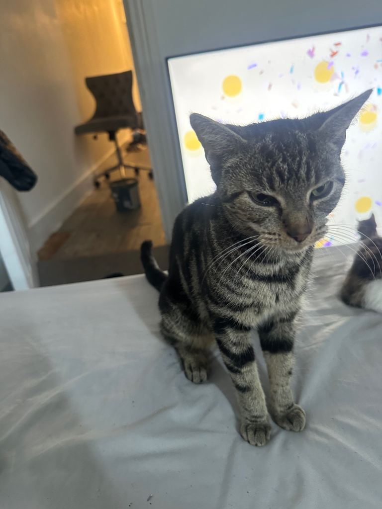 TABBY CAT FOR SALE 
