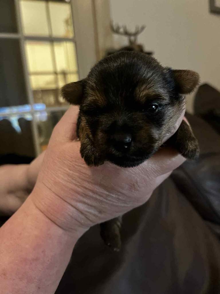 Pedigree Yorkshire terrier puppies for sale 