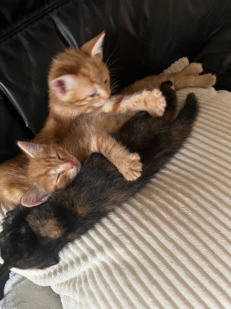 7 kittens for sale