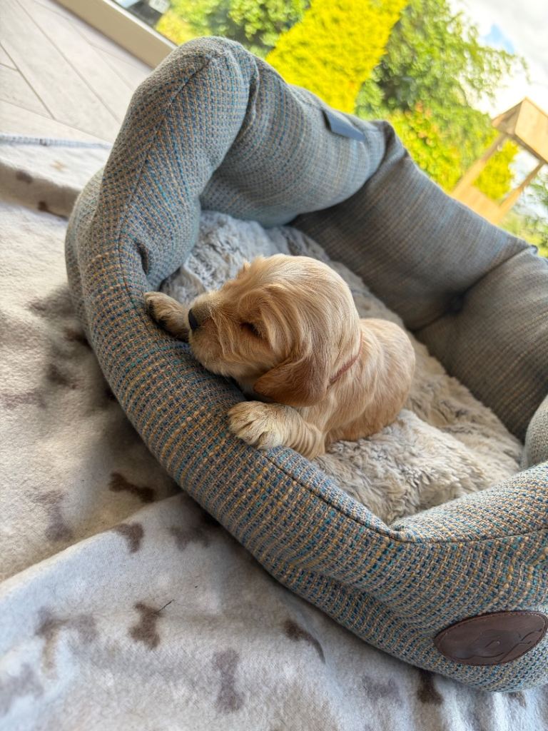 KC Registered Cocker Spaniel Puppies