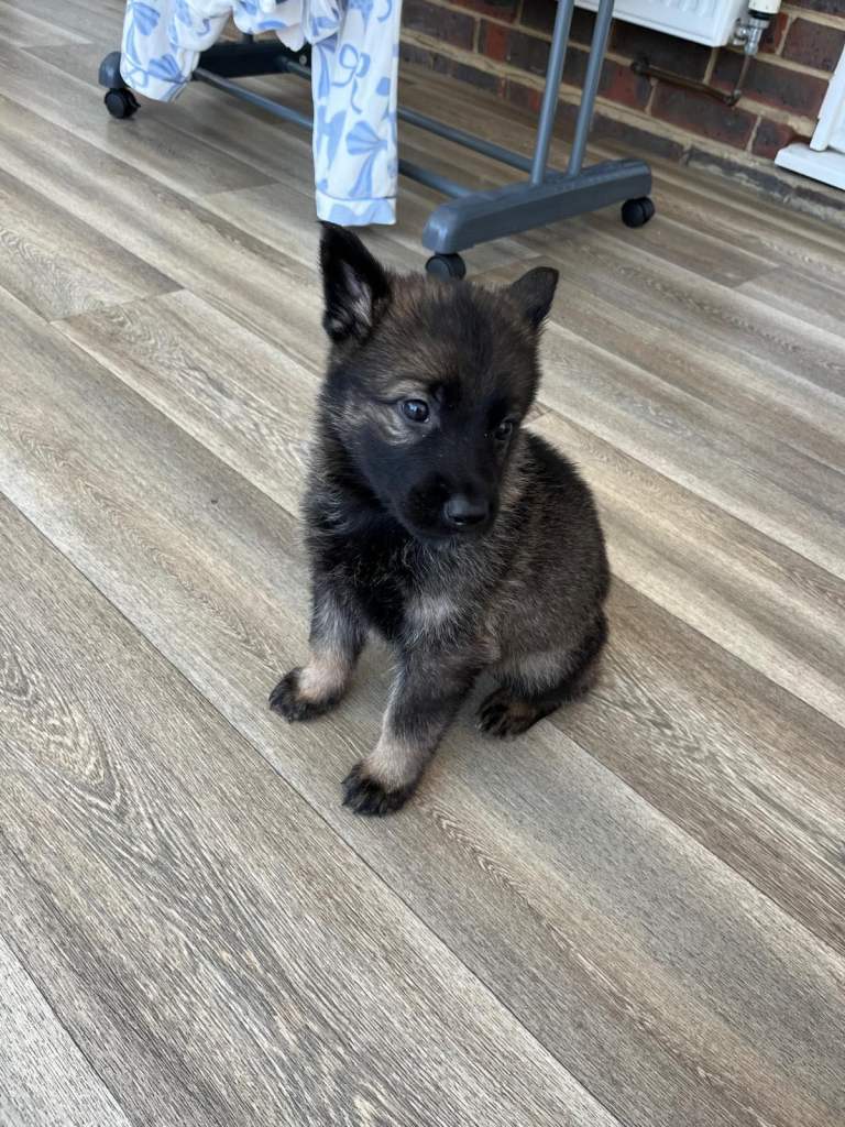 German shepherd pups ready now 