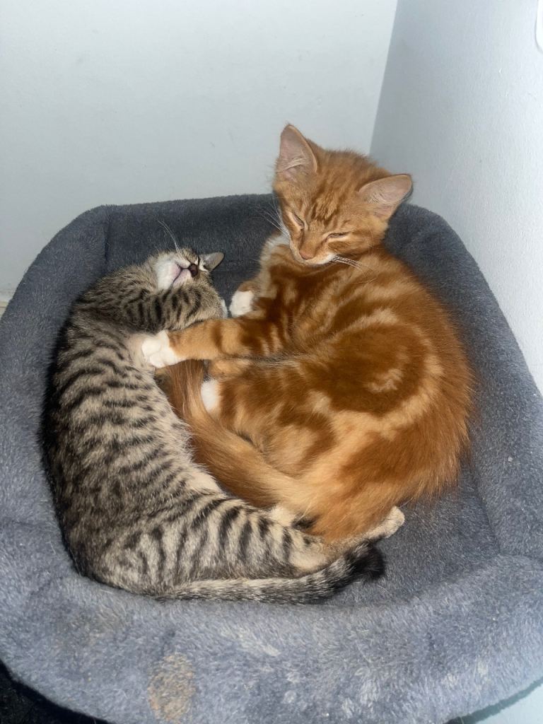 Kitten