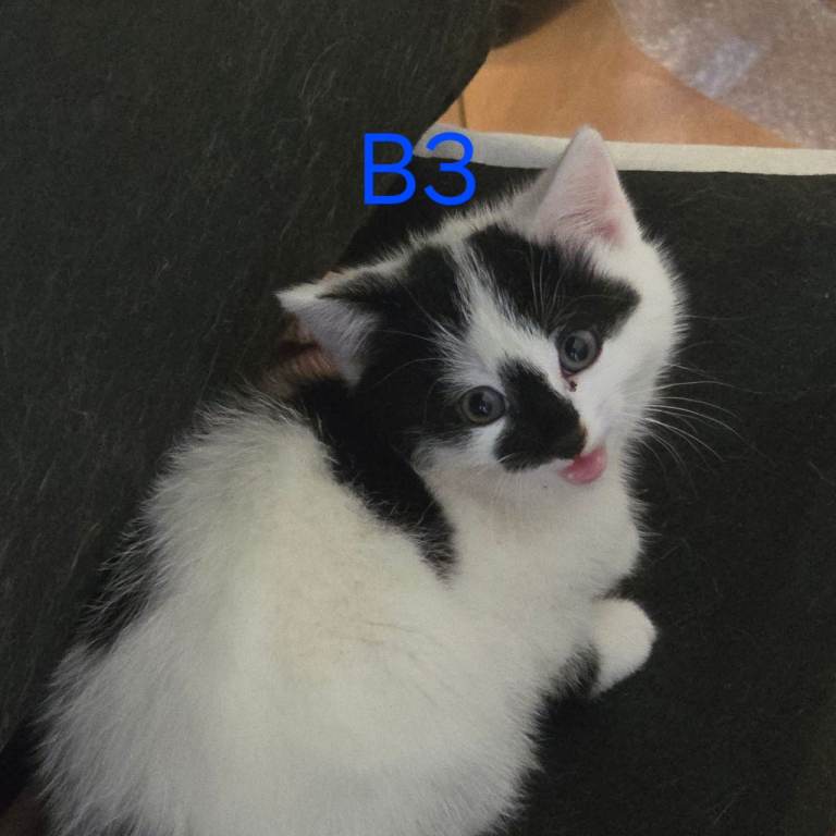 4 Kittens for sale, ready to go