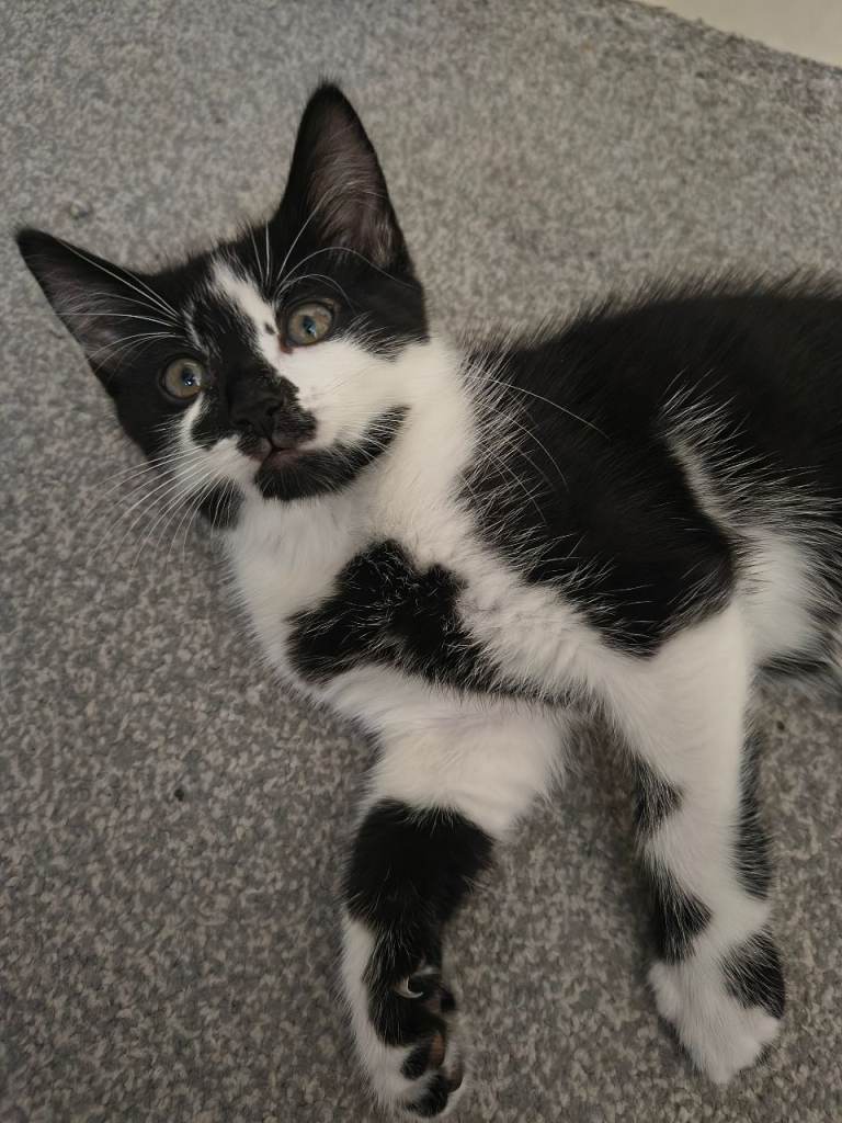 1 cute and beautiful kitten,(1 boy)ready to find a new home
