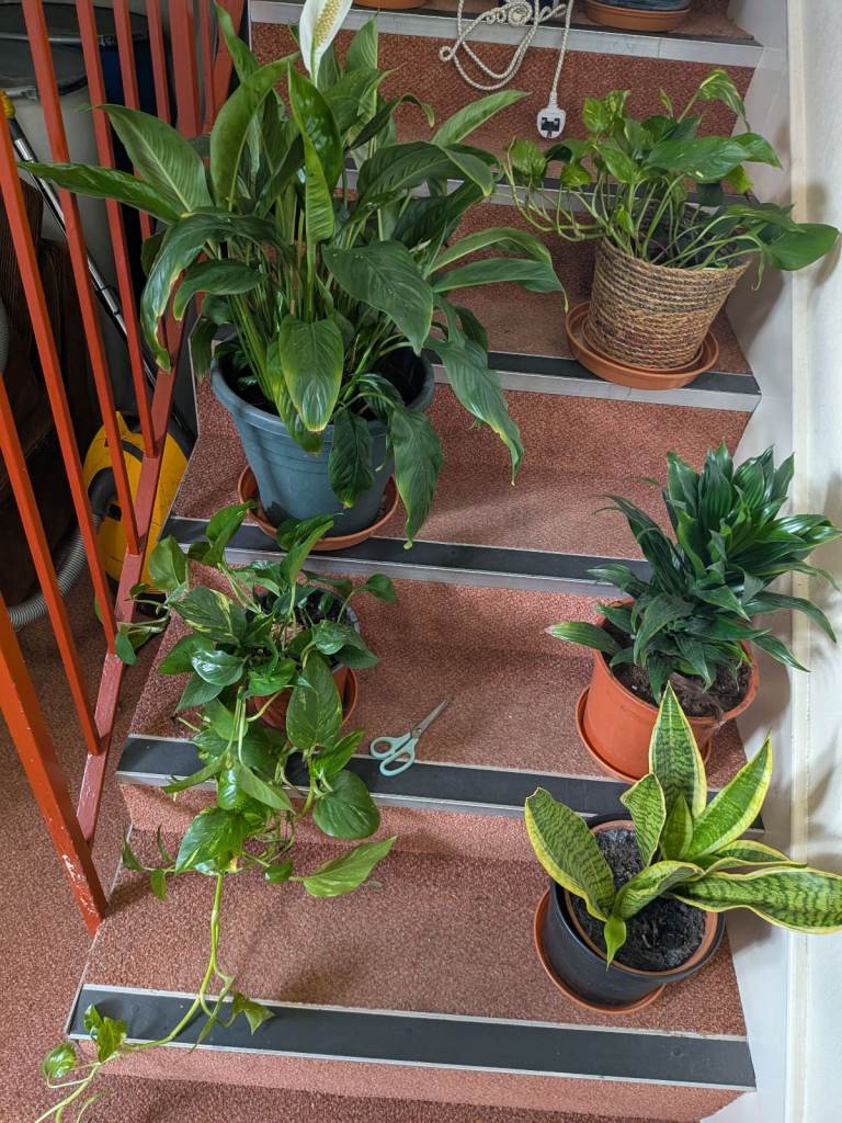 House. Plants for sale