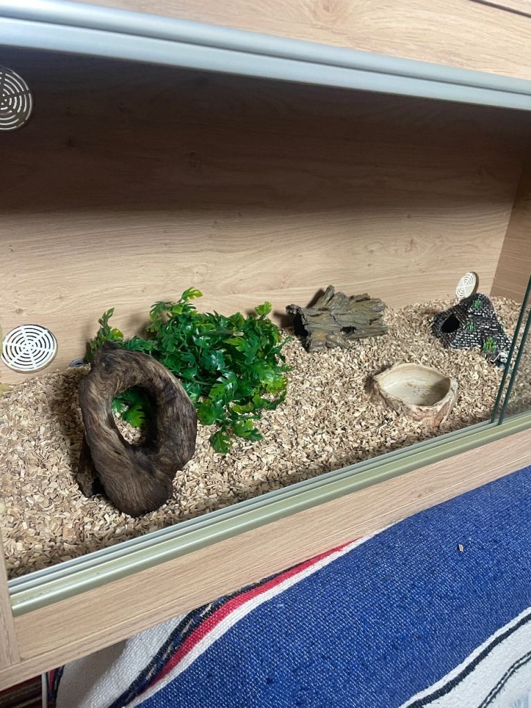 Aztec Corn Snake and equipment 