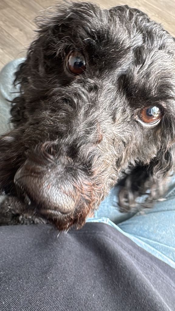 7 year old labradoodle 