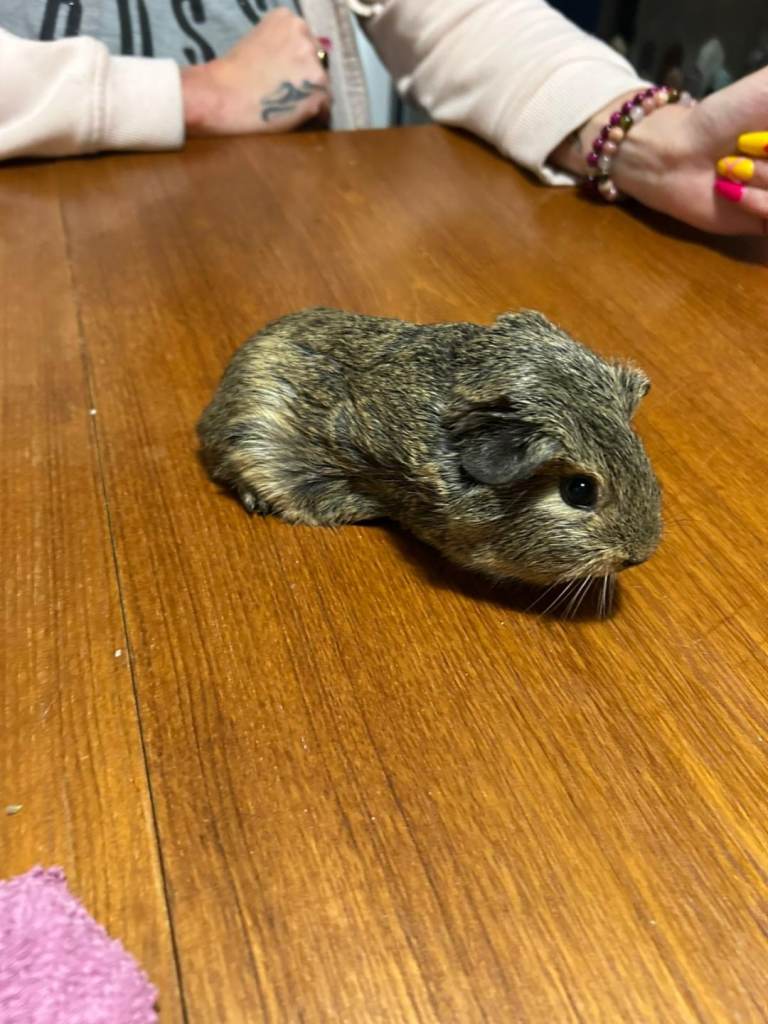  baby Guinea pigs