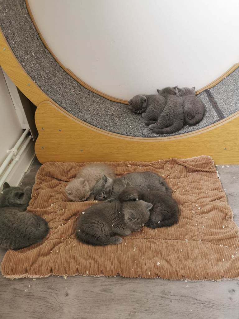 British shorthair kittens 