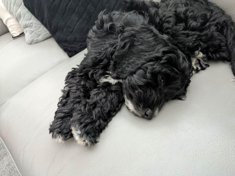 F1 female cockapoo