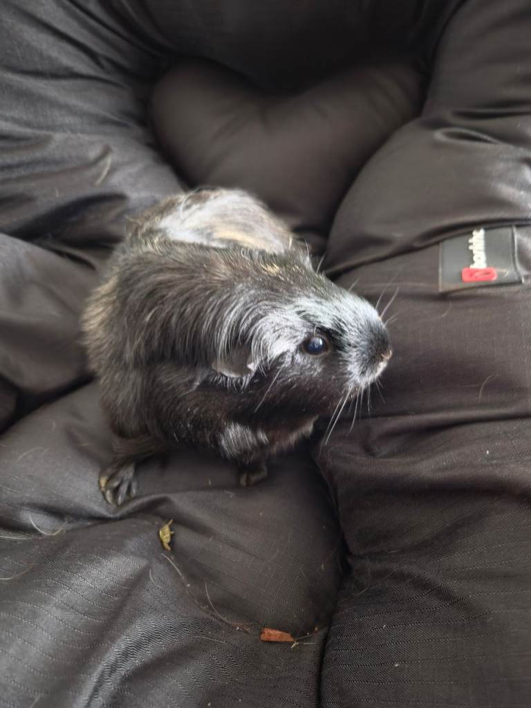 Guinea pigs looking for a new home 