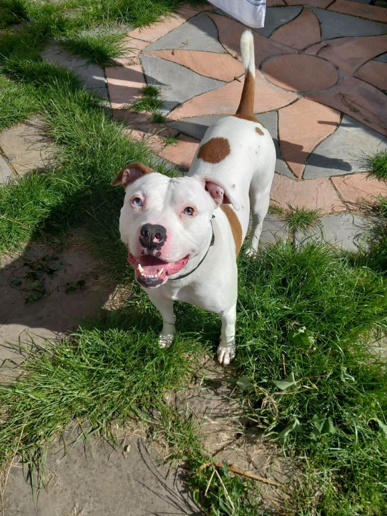 AMERICAN BULLDOG 3 YRS OLD MALE ,A BIT BOISTEROUS, BUT LOVING