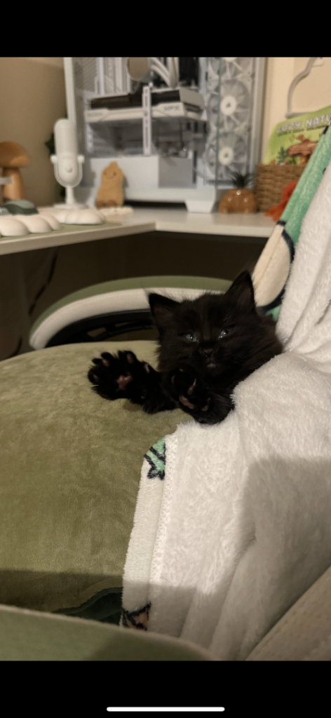 3 kittens looking for home 