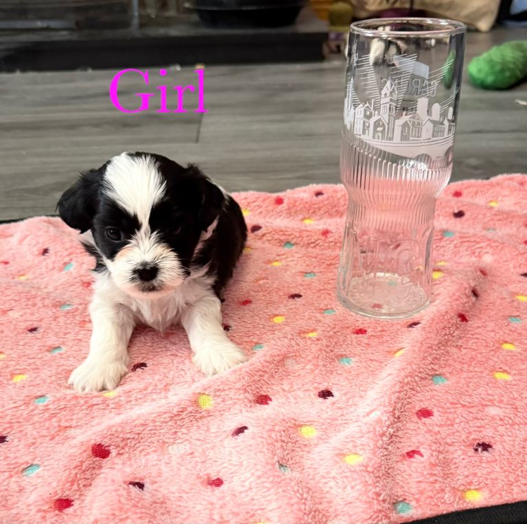 Shih Tzu puppies 