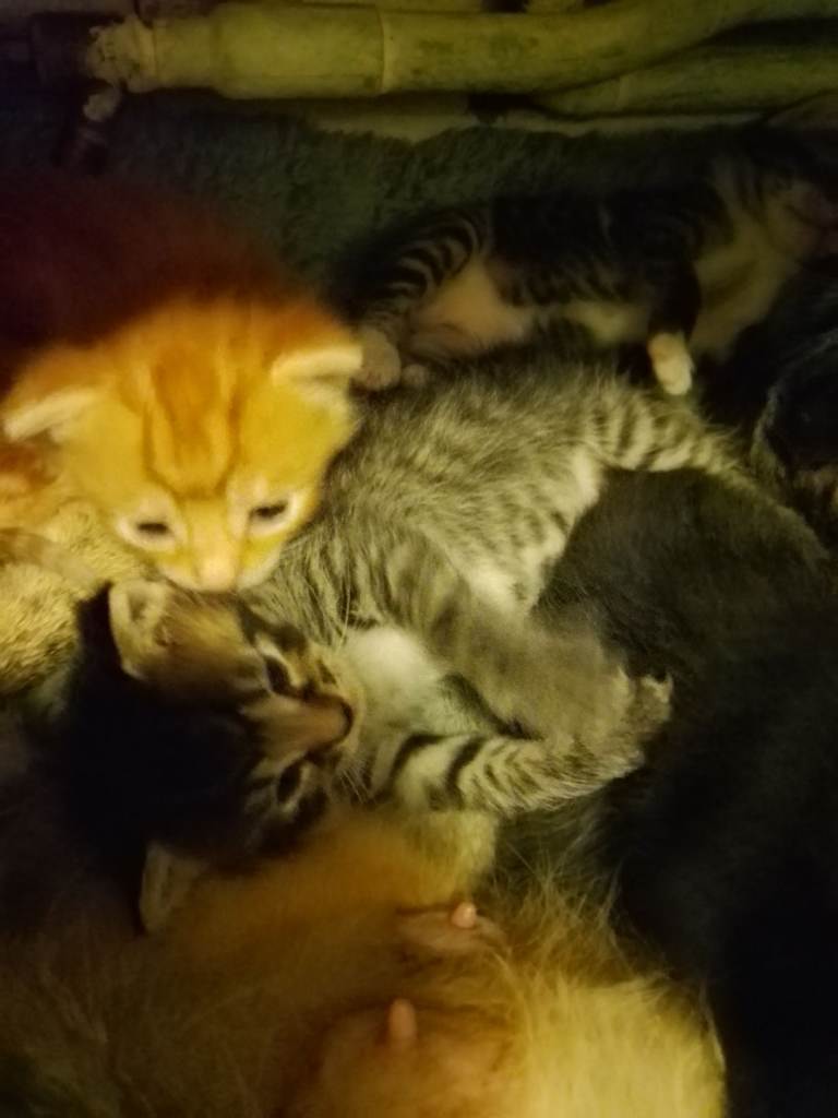 British longhair kittens
