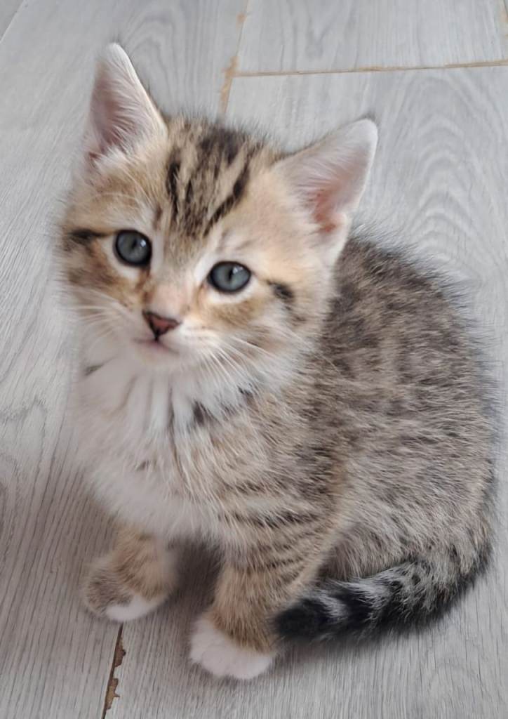 Beautiful Siberian cross shorthair kitten ready to be rehome