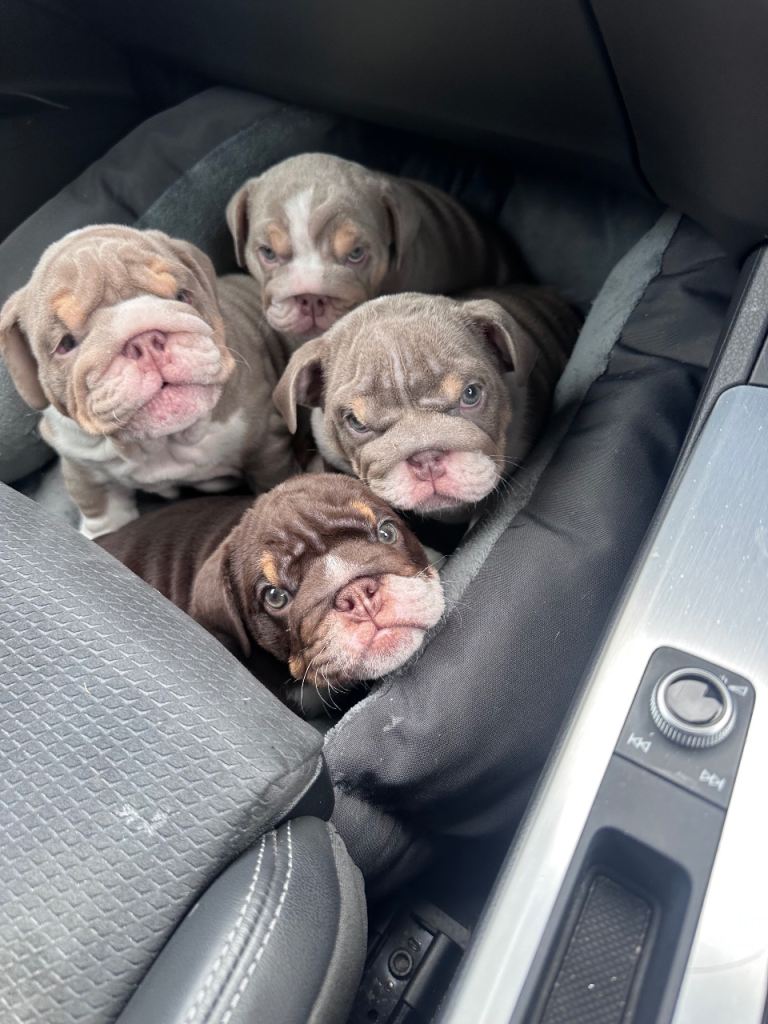🐶 4 Beautiful Puppies Available