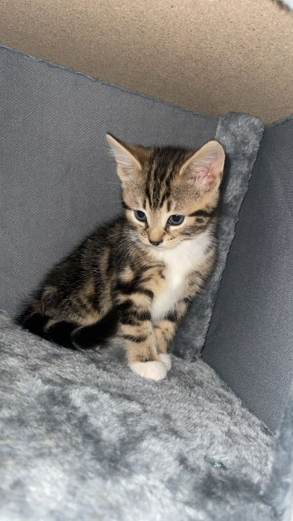 3 beautiful Kittens for sale! 