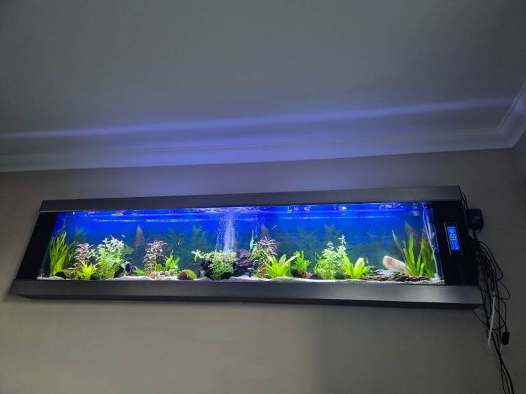 New wall mounted fish tank