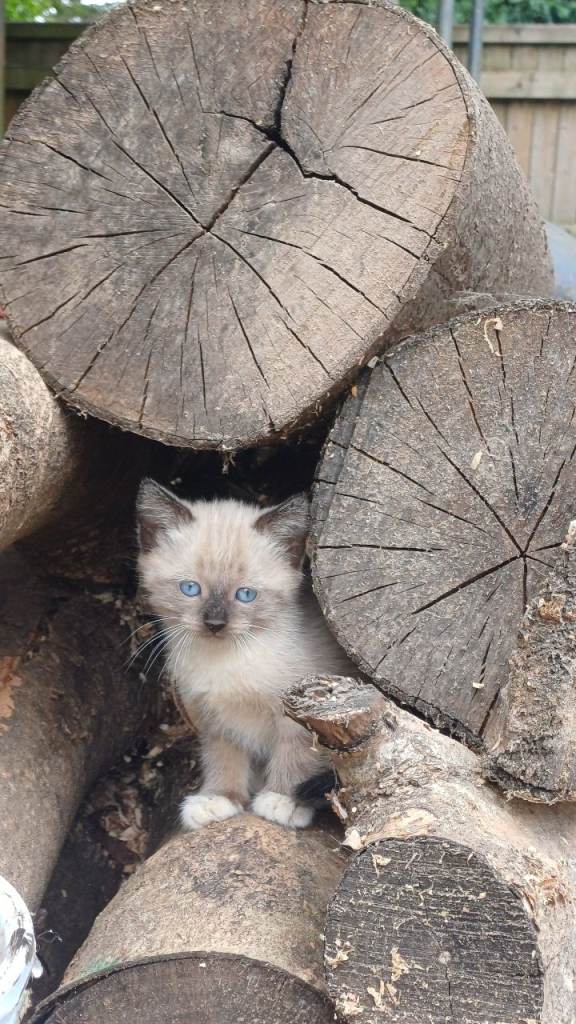 3 gorgeous kittens for sale