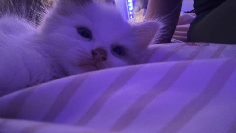 ragdoll