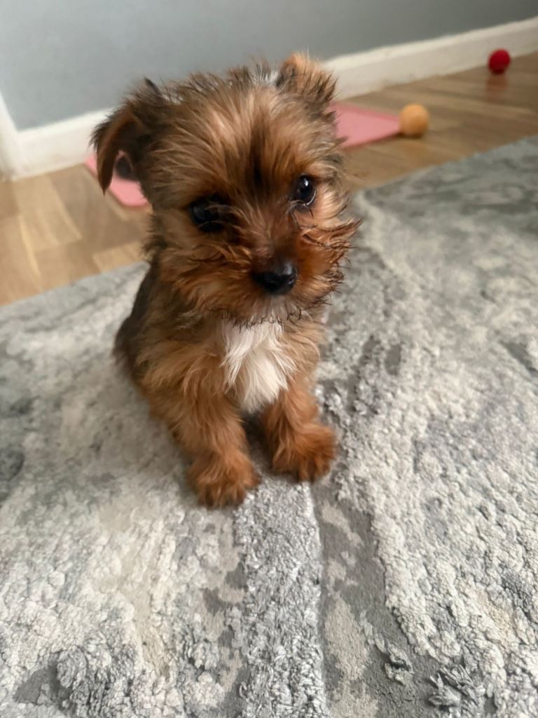 Yorkshire terrier puppy