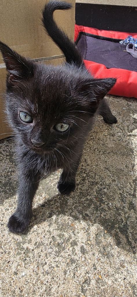 CUTE KITTENS