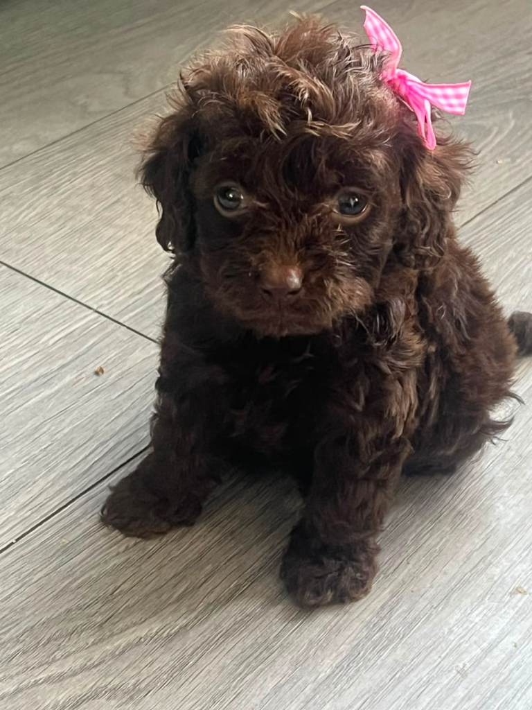 Cockapoo 