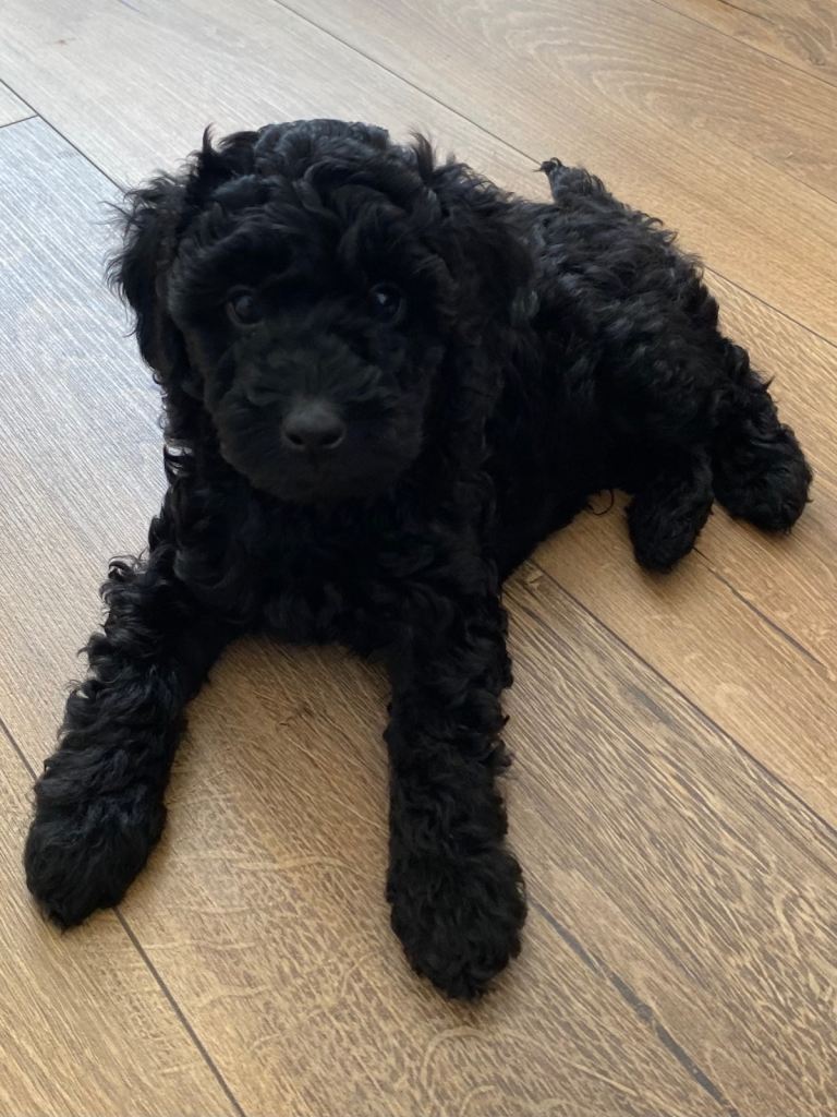 Cockapoo puppies. Ready to go. 