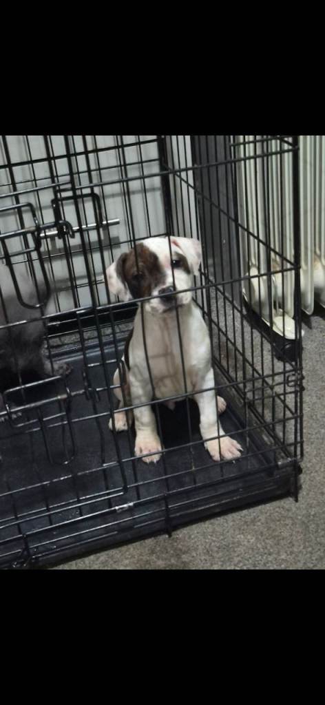 10 week old staff pups 