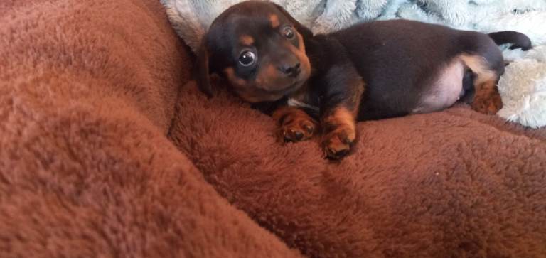 Miniature dachshund cross chihuahua puppies 