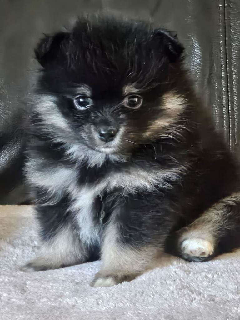 1 pomeranian baby boy